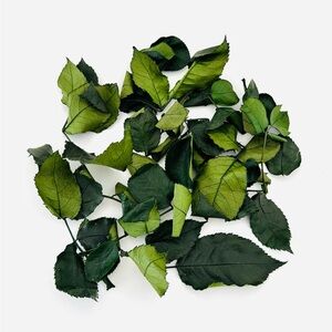 DIY Real Preserved Rose Leaves